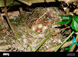 Attēlu rezultāti vaicājumam “Muscicapa striata nest”