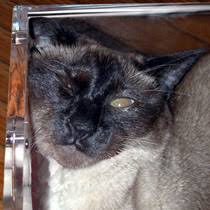 Kuvahaun tulos haulle bonsaikitten