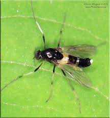 Attēlu rezultāti vaicājumam “Cricotopus”