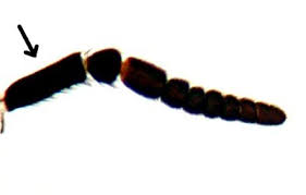 Attēlu rezultāti vaicājumam “Xylophagidae”