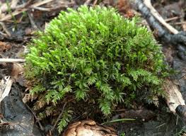 Attēlu rezultāti vaicājumam “Mnium hornum sporophyte”