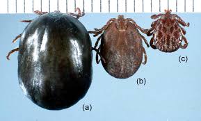 Attēlu rezultāti vaicājumam “Dermacentor reticulatus female”