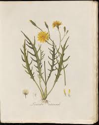 Attēlu rezultāti vaicājumam “Leontodon autumnalis  flower”