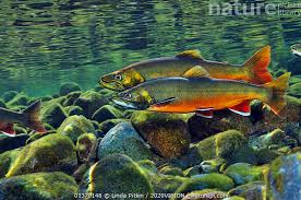 Image result for Salvelinus alpinus
