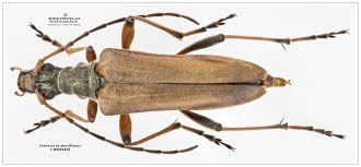 Attēlu rezultāti vaicājumam “Oxymirus cursor female”