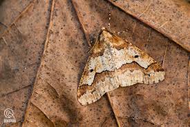 Attēlu rezultāti vaicājumam “Erannis defoliaria”