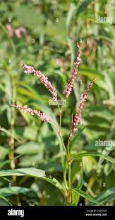 Attēlu rezultāti vaicājumam “Persicaria hydropiper”