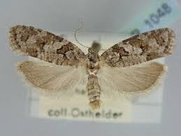 Attēlu rezultāti vaicājumam “Eana incanana”