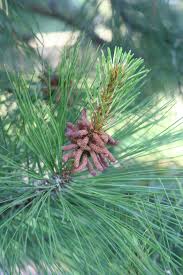 Attēlu rezultāti vaicājumam “Pinus ponderosa”