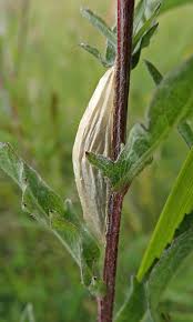 Attēlu rezultāti vaicājumam “Zygaena cocoon”