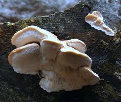 Attēlu rezultāti vaicājumam “Postia leucomallella”