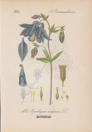 Image result for Akelei