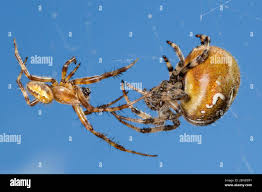 Attēlu rezultāti vaicājumam “Araneus quadratus male”
