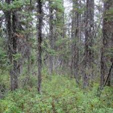 Attēlu rezultāti vaicājumam “Comatricha meandrispora macro”