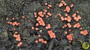 Attēlu rezultāti vaicājumam “Arcyria affinis”