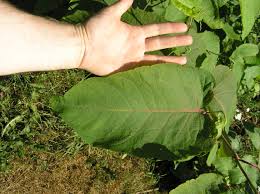 Attēlu rezultāti vaicājumam “Reynoutria sachalinensis leaf”