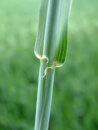 Attēlu rezultāti vaicājumam “Triticum aestivum”