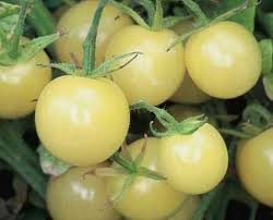 Afbeeldingsresultaat voor hawaiian white cherry tomato