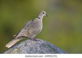 Attēlu rezultāti vaicājumam “Streptopelia decaocto adult”