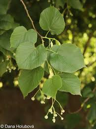 Attēlu rezultāti vaicājumam “Tilia platyphyllos subsp. platyphyllos”
