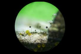 Attēlu rezultāti vaicājumam “Comatricha laxa macro”