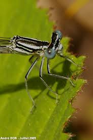 Attēlu rezultāti vaicājumam “Platycnemis pennipes”