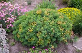 Attēlu rezultāti vaicājumam “Euphorbia cyparissias flower”