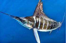 Image result for Kajikia albida