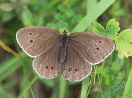 Attēlu rezultāti vaicājumam “Aphantopus hyperantus underside”