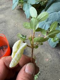 Attēlu rezultāti vaicājumam “Exobasidium cassandrae”