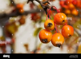 Attēlu rezultāti vaicājumam “Malus prunifolia fruit”