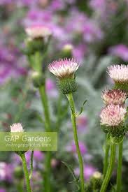 Attēlu rezultāti vaicājumam “Cirsium heterophyllum flower”