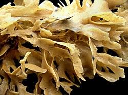 Attēlu rezultāti vaicājumam “Bryozoa”