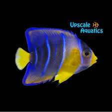 Attēlu rezultāti vaicājumam “Blepharidopterus angulatus imago”