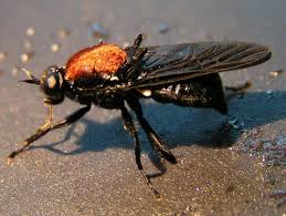 Attēlu rezultāti vaicājumam “Clitellaria ephippium”