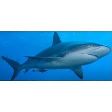 Image result for Carcharhinus perezii