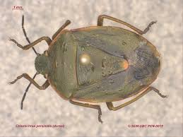 Attēlu rezultāti vaicājumam “Chlorochroa pinicola”