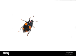 Attēlu rezultāti vaicājumam “Scaphidium quadrimaculatum”