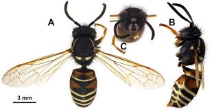 Attēlu rezultāti vaicājumam “Vespula rufa”