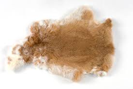 Image result for white rabbit skin texture