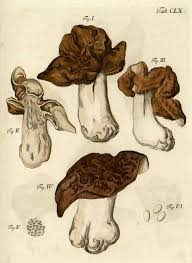 Attēlu rezultāti vaicājumam “Gyromitra esculenta”
