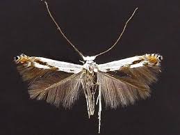 Attēlu rezultāti vaicājumam “Lyonetiidae”