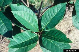 Attēlu rezultāti vaicājumam “Chionanthus virginicus leaf”
