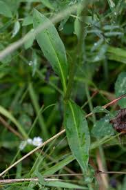 Attēlu rezultāti vaicājumam “Succisa pratensis leaf”