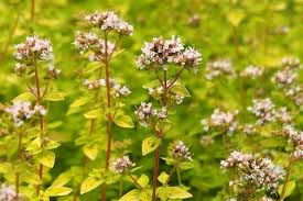 Image result for Origanum vulgare