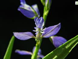 Attēlu rezultāti vaicājumam “Polygala comosa flower”