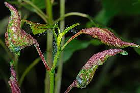 Attēlu rezultāti vaicājumam “Thecabius affinis”