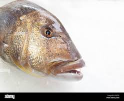 Image result for Dentex dentex