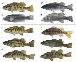Image result for Micropterus