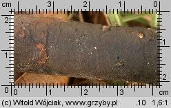 Attēlu rezultāti vaicājumam “Nectria episphaeria”